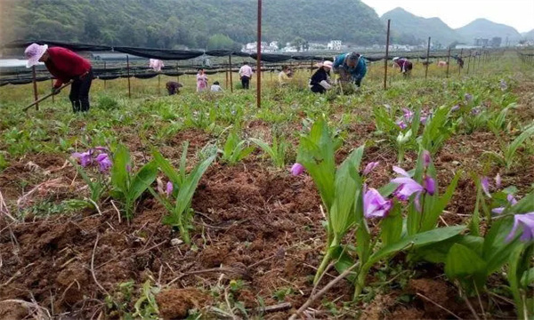 白芨栽培技術(shù)