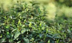 如何對(duì)茶樹(shù)越冬休眠期病蟲(chóng)害進(jìn)行綠色防控？