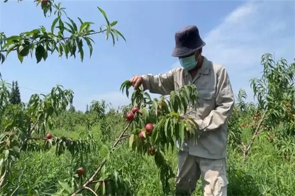 油桃樹采收前是否可以疏剪