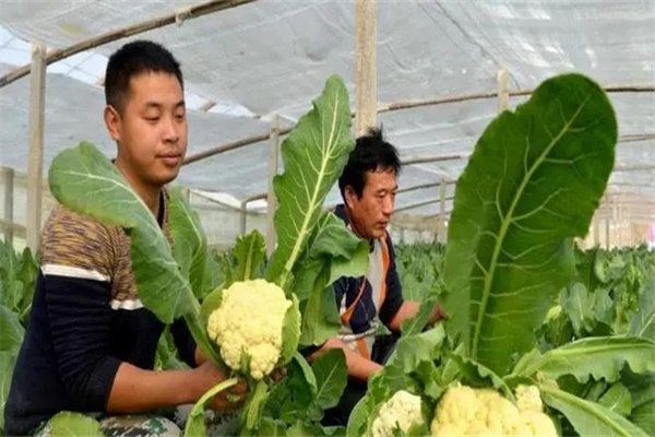 蔬菜病蟲害的生物防治