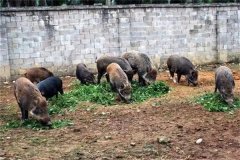 飼養(yǎng)野豬要注意哪些問題 野豬能與家豬雜交嗎？