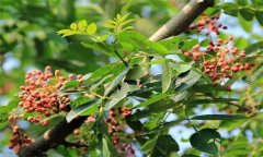 成年花椒樹如何管理？花椒樹管理技術(shù)要點