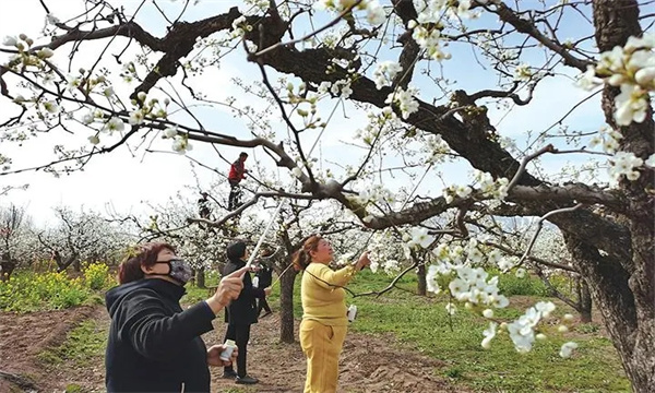 梨樹的開花、授粉和坐果