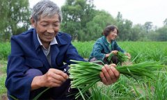 薹韭與韭菜有何區(qū)別 如何使薹韭早抽薹多抽薹？