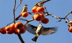 鳥害如何預防？鳥害防治的主要手段和方法