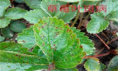 怎樣防治草莓葉斑?。ㄉ哐鄄。?？