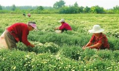 菊花的采收時間、采收方法與加工與貯藏問題