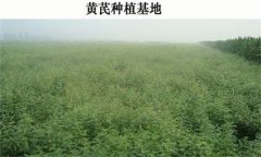 黃芪產(chǎn)地在哪里？黃芪生態(tài)習性簡介