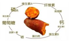 紅薯的營養(yǎng)特點(diǎn) 紅薯的輔助功能知多少？