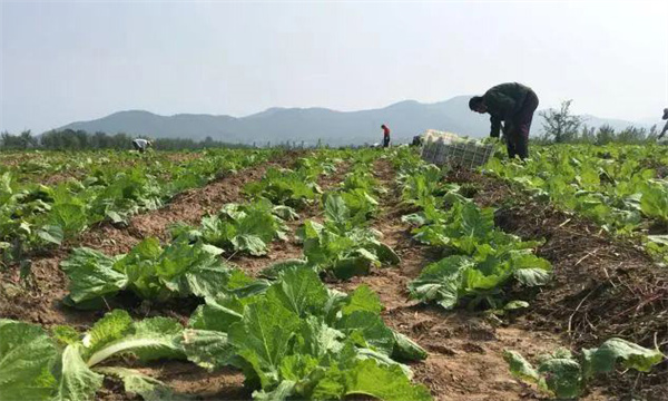 定植時(shí)間的選擇