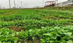 油菜日光溫室早春、秋延遲栽培技術(shù)要點有哪些