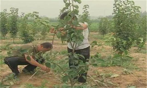 梨樹(shù)在幼樹(shù)期如何修剪